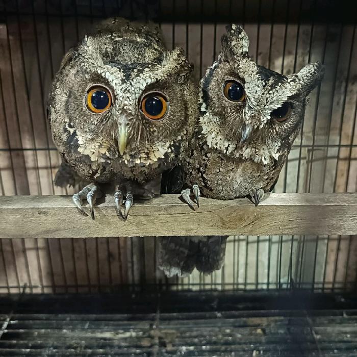 Burung Hantu Celepuk Liar Dewasa