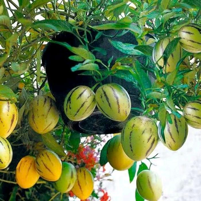 NEW Benih Melon Pepino / Melon Mini ( 20 Butir )