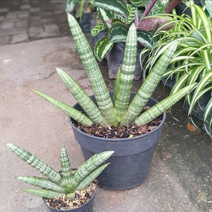 tanaman hias sansivera boncel sansivera cylindrica sansivera tombak