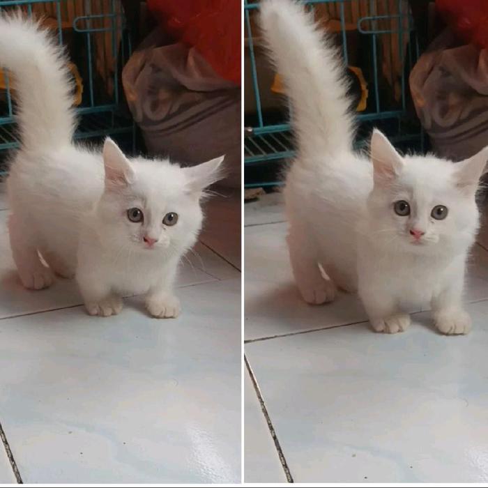 GRATIS ONGKIR Kucing Kitten Munchkin Kaki Pendek Cebol Murah Jantan Betina Short Hair Munchkin Free 