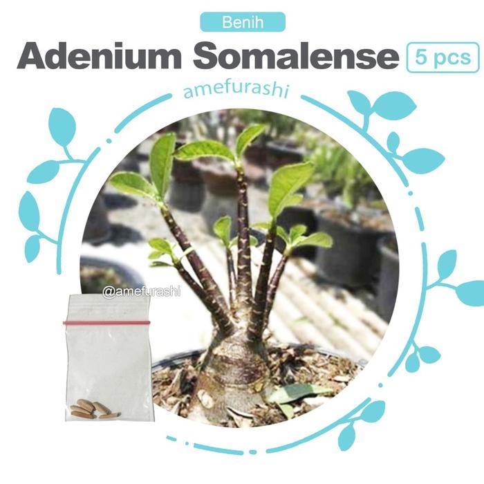 Juwara_Syatu Benih Bunga Adenium Rachinee Benih Dan