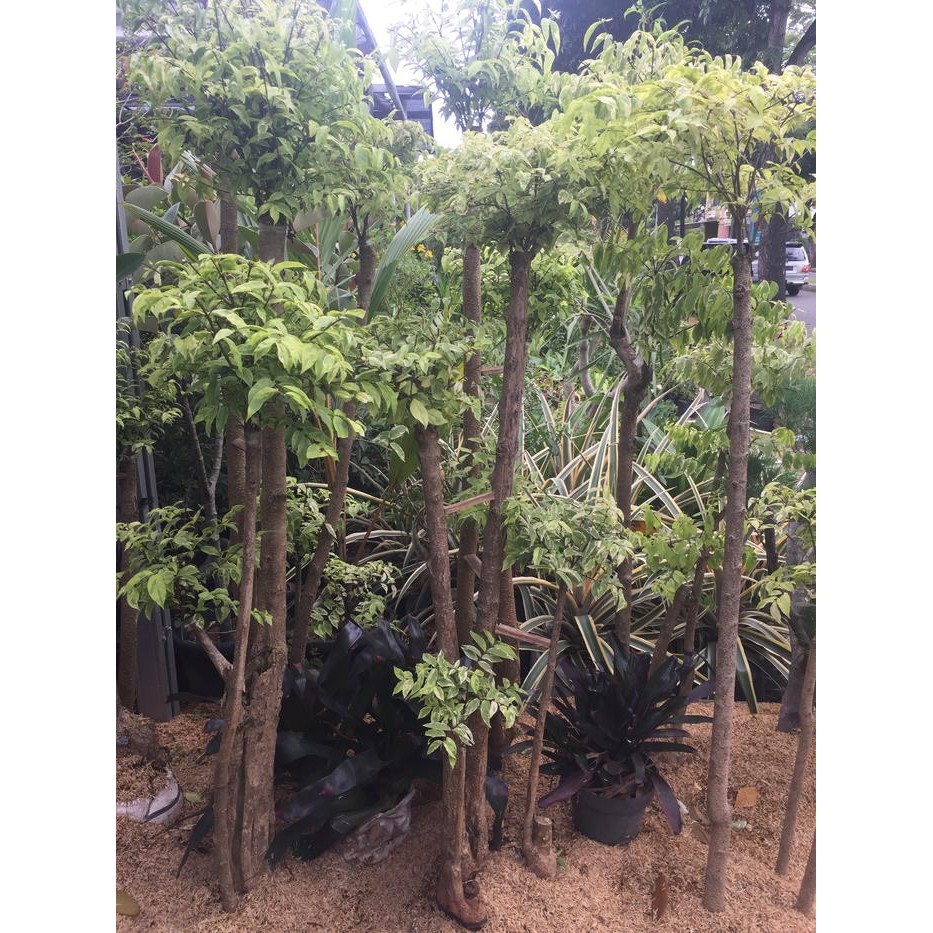 

Tanaman hias anting putri tinggi 1M