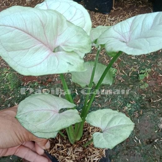 

Tanamn Hias Syngonium Mango Allusion