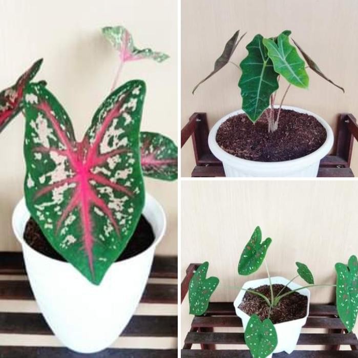 

Tanaman hias keladi 3 paket,Red star,Amazon,Thre color