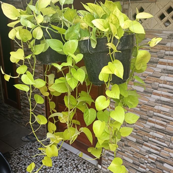 SM- Tanaman Hias Sirih gading Lemon rimbun menjuntai epiremnum pothos