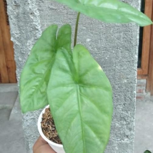Jlterang Alocasia Corazon Indah