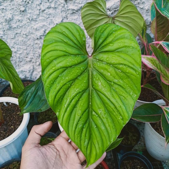 Jlterang Tanaman Hias Philodendron Plowmanii Black Face/Dark Form
