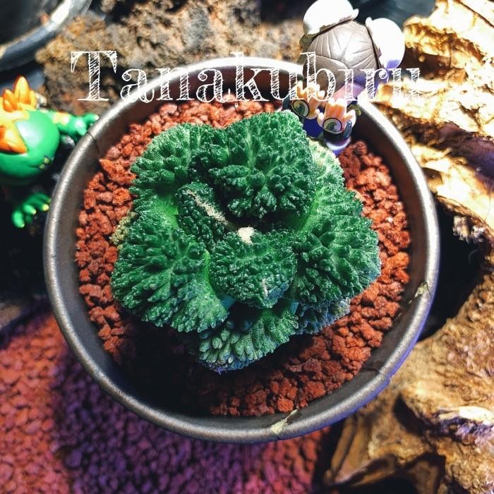 SALE Ariocarpus Super Godzilla