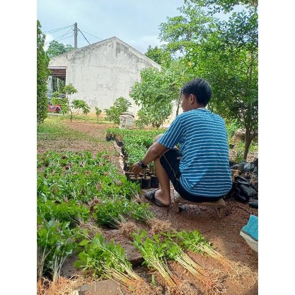 BERGARANSI TERMURAH Tanaman hias lee kwan yew / li kwan yu / le kwan yu