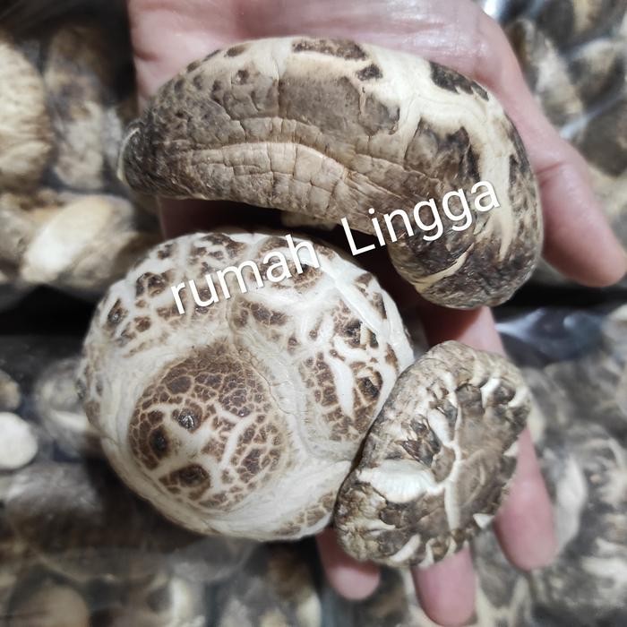 

Pilihan- Hiong Ku/ Hiongku/Siangku/Siang Ku /Shitake/ Hioko /Jamur Kering 100Gr