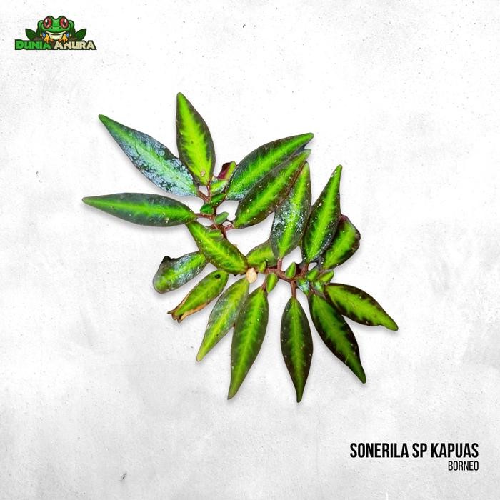 Tanaman Vivarium Sonerila SP kapuas