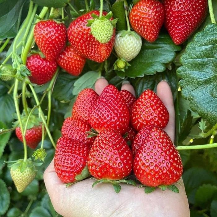 Bibit Biji - Buah Strawberry Merah Super Besar Jumbo Stroberi Manis (Red Giant Strawberry Seeds) -