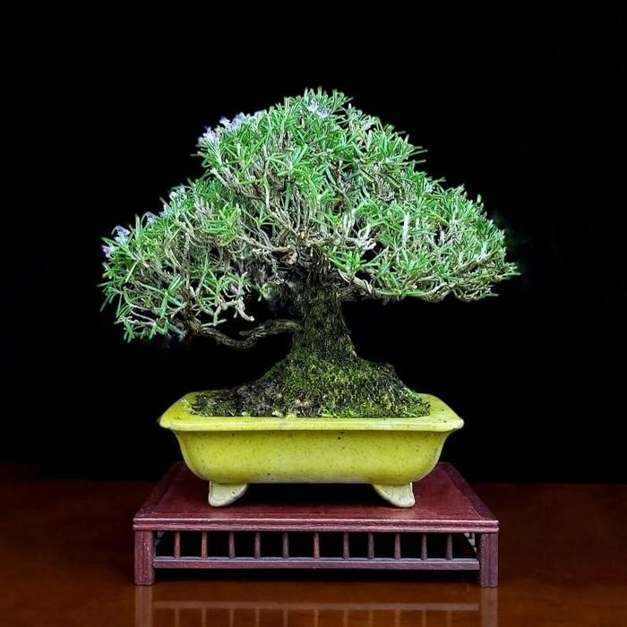 bonsai jadi Rosmeri tinggal pajang