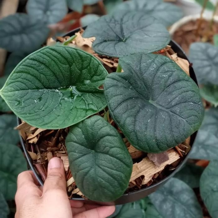 Tanaman hias Alocasia melo badak