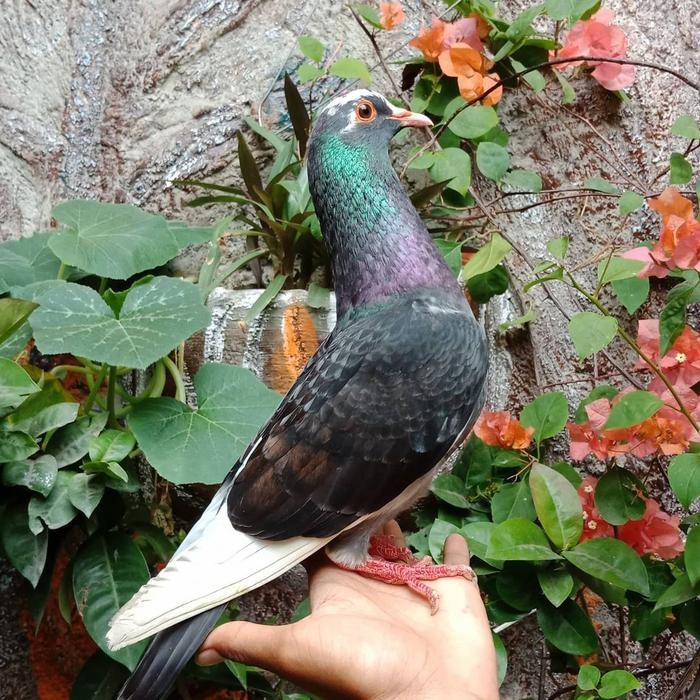 Burung Dara Burung Merpati Hidup Jantan Dewasa Super Top Grade Promo 