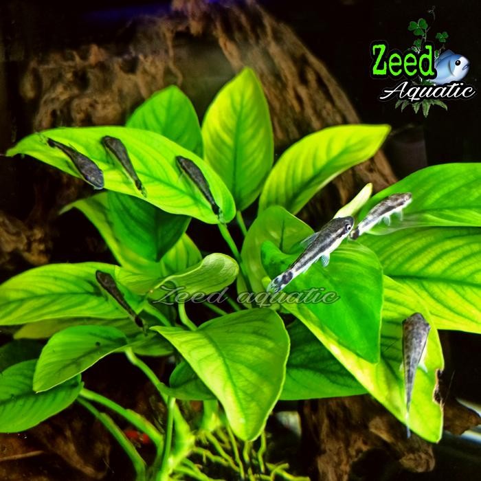 t00e- Ikan Hias Aquascape Otocinclus Affinis Import Pembersih Algae Terbaik