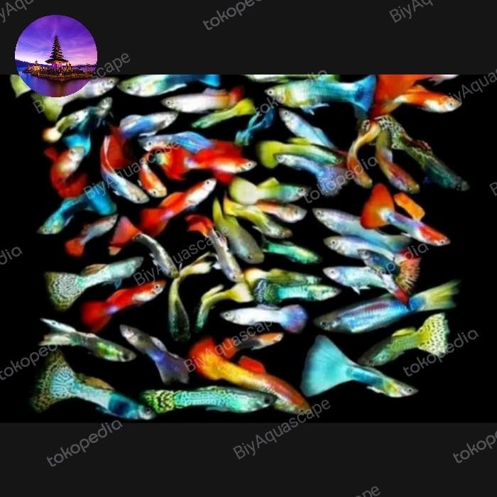 t00e- Paket Ikan Hias Guppy Mix / Paket Ikan Hias Aquascape Guppy Mix
