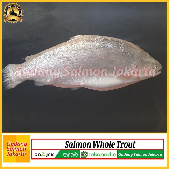 Instanbisa- Grosir Salmon Utuh Ekoran/Salmon Whole/Salmon/Ikan Salmon 1 Ekor Segar
