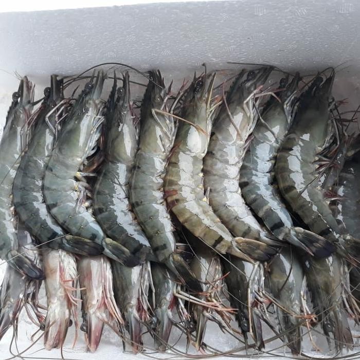 Instanbisa- Promo Udang Pancet 1 Kg/ Udang Windu Size 18/20 / Udang Windu Segar