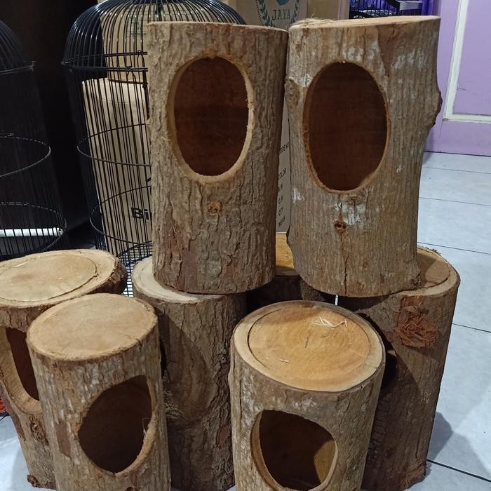 6yfd- Glodok Kayu Burung Murai - Glodokan Murai