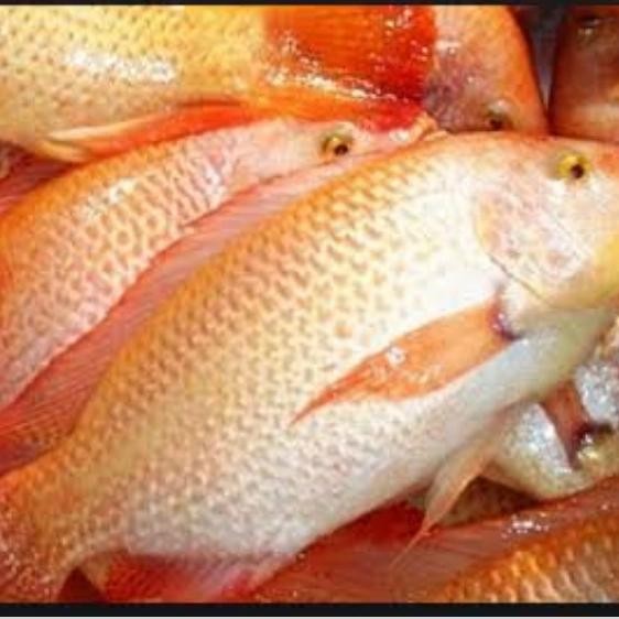 Eat77- Ikan Nila Merah Hidup Segar 1 Kg
