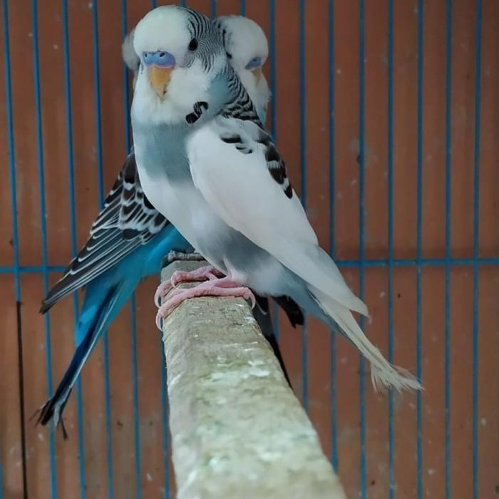 Parkit Eb Holland/English Budgie + Burung Hias #Gratisongkir