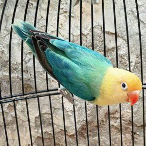 Burung Lovebird Biola Parblue Mewah Sepasang #Gratisongkir