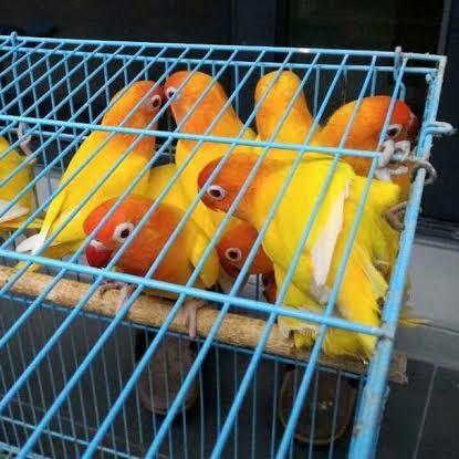 Lovebird Lutino Mata Merah #Gratisongkir