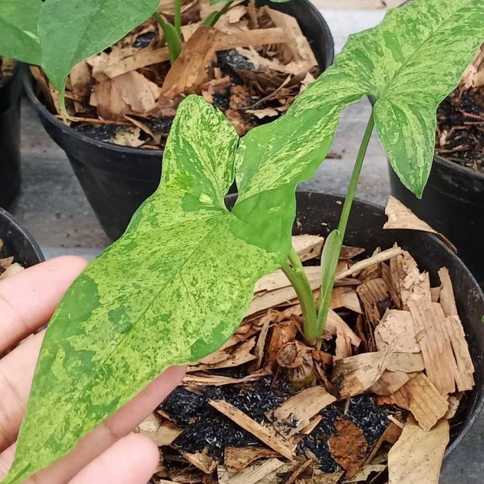 Tanaman hias Syngonium Mojito - Syngonium Army Mojito