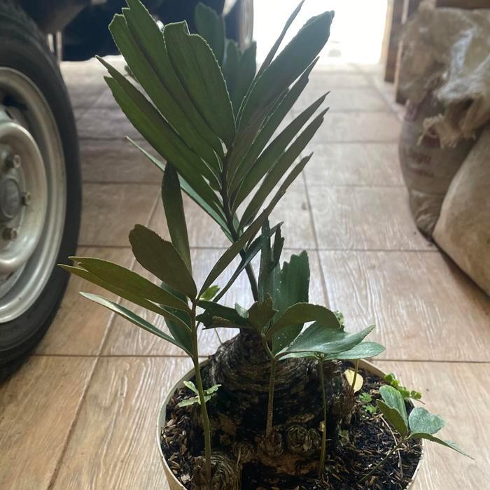 tanaman hias zamia furfuracea // sikas zamia