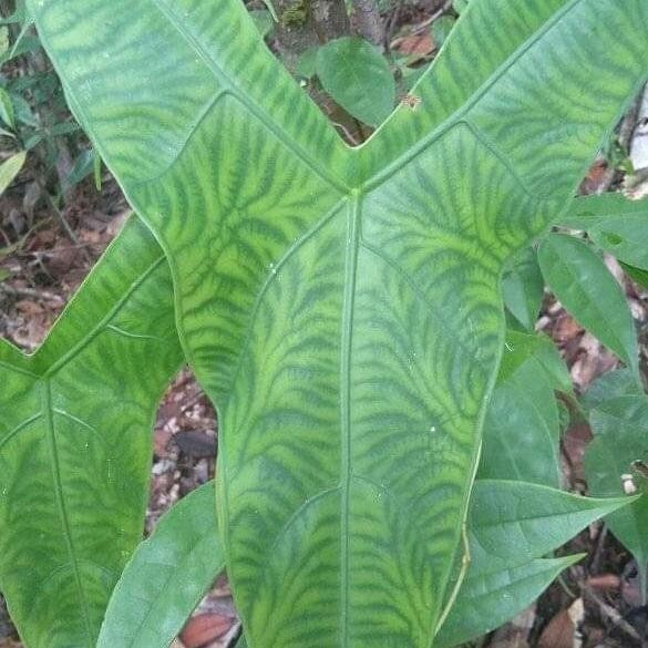 PRODUK TERBATAS Alocasia zebrina tigrina local reticulata tato