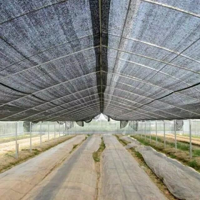 PARANET 1 ROLL 75% 1 ROLL