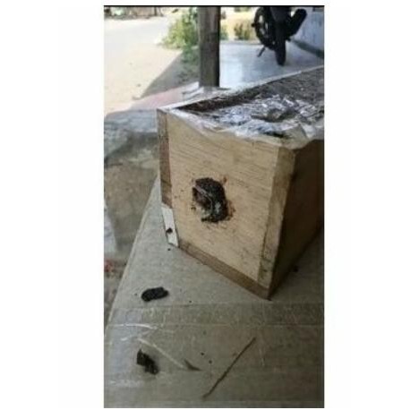 koloni klanceng dreschery