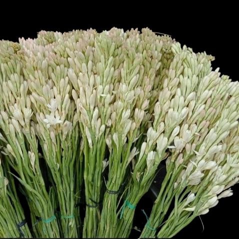 Bunga Sedap malam segar