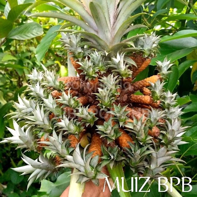 TANAMAN NANAS MEDUSA, MAHKOTA