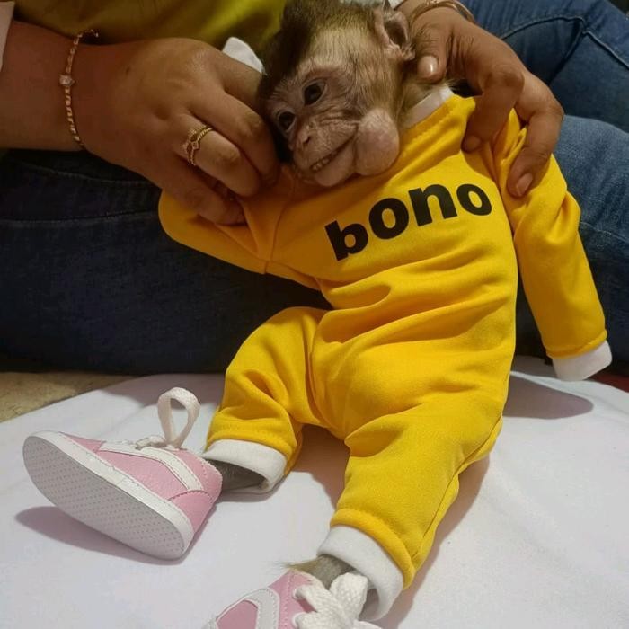 Pakaian Hewan Monpai beruk lutung