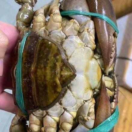 Eat77- Kepiting Ful Telor Jumbo Super Hidup Ukuran Besar 1Kg Isi 2 Atau 3 Kak