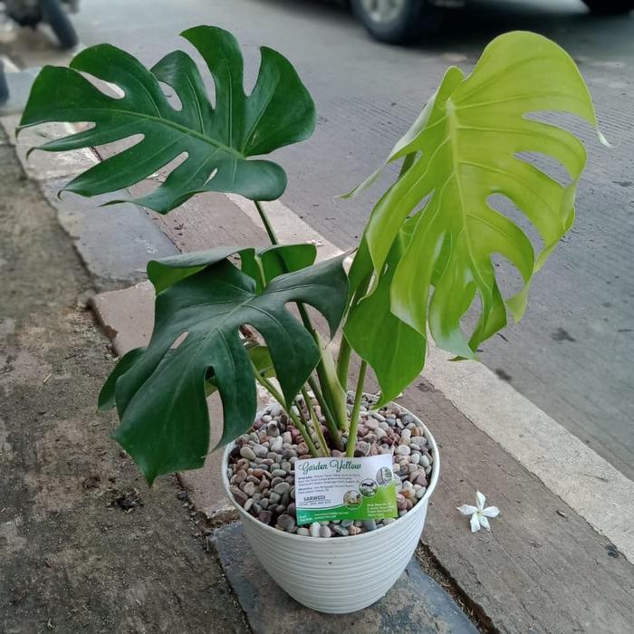 TANAMAN HIAS INDOOR CANTIK MONSTERA BRAZIL+ POT TAWON DAN BATU