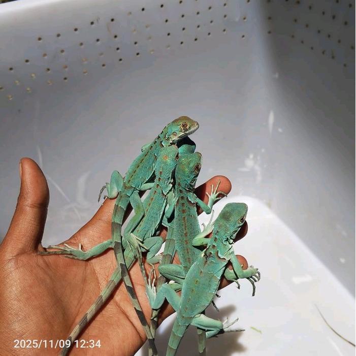 Red Axa Iguana Baby Cerah