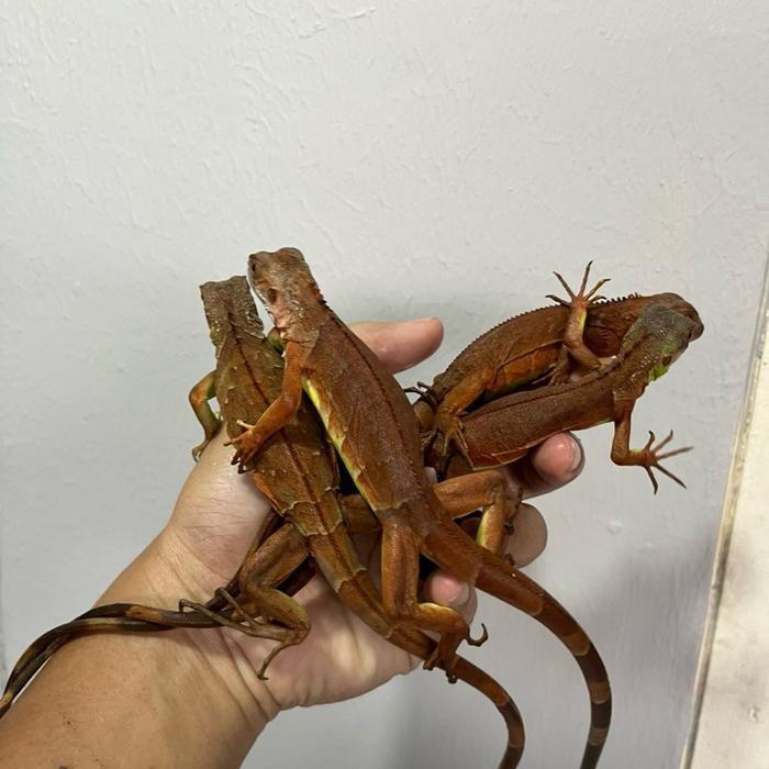 Super Red Iguana