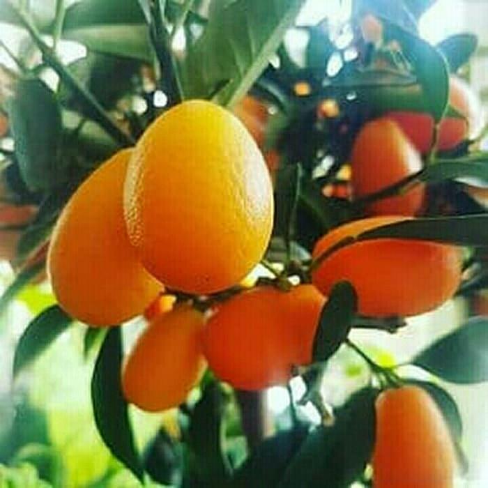 Bibit Tanaman Buah Jeruk Nagami Bibit Jeruk Nagami