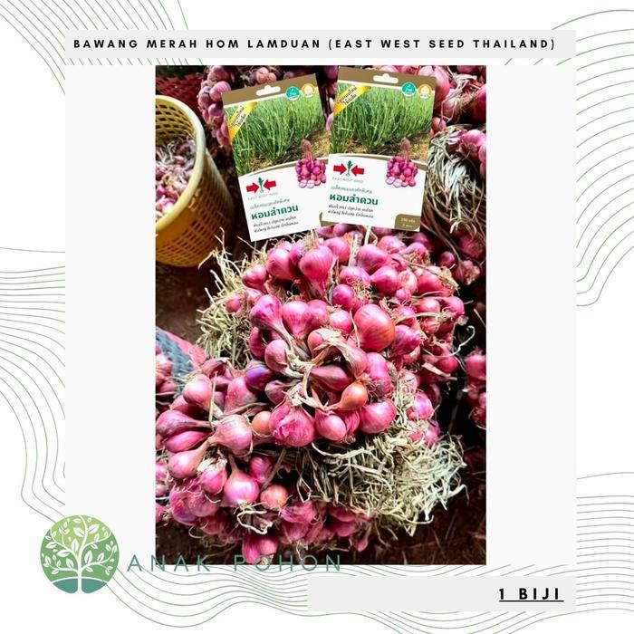 Benih Bibit Biji - Bawang Merah Hom Lamduan Plumeria Shallot Seeds - IMPORT - East West Seed