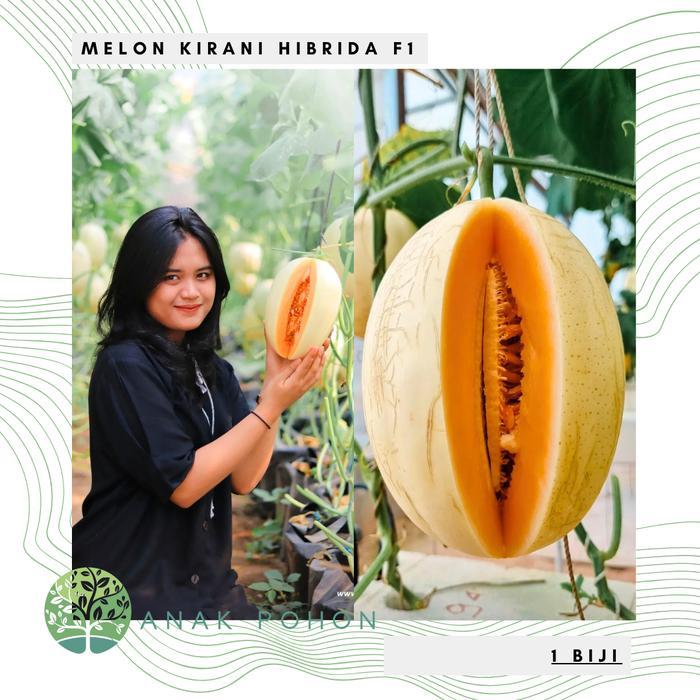 Benih Bibit Biji - Melon Eksklusif KIRANI F1 Hibrida Sweet Orange Seed Benih Biji