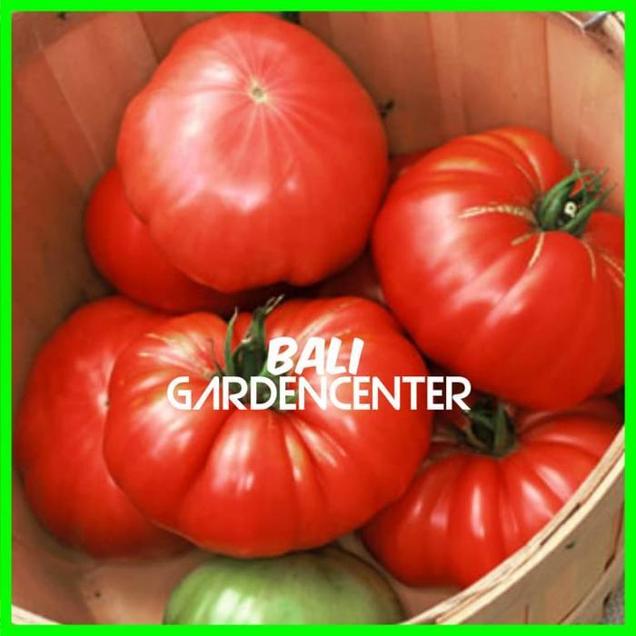 STOK TERBATAS Benih Biji Tomat Beefsteak - Beefsteak Tomato
