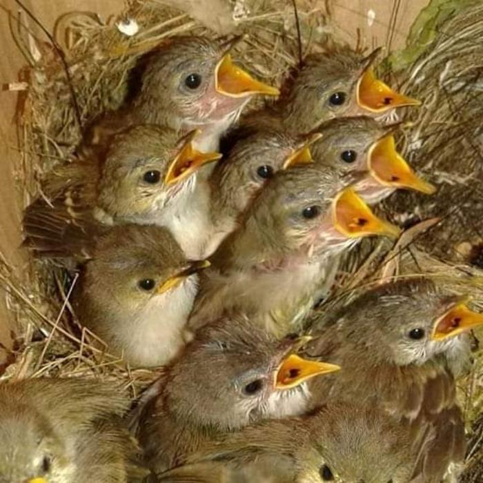 TERBARUUU anakan burung cigun pilihan