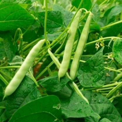 Juwara_Syatu Kemasan Import/Benih Buncis Tegak/Buncis Baby Beans