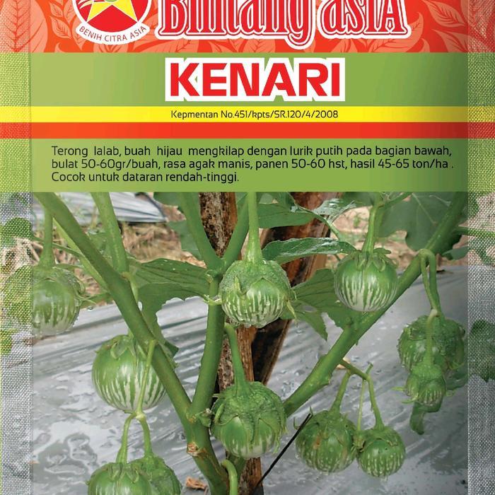10gr benih terong kenari, buah bulat warna hijau lurik putih