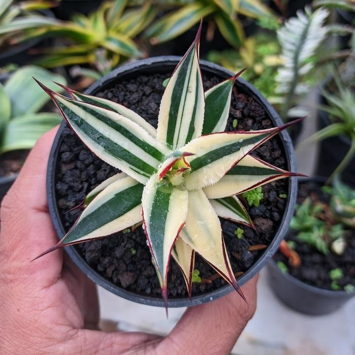 SM- Agave snow glow variegata striata kaktus sukulen tanaman hias