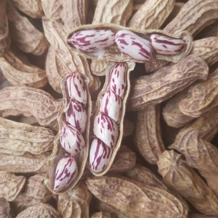 

TERLARIS Kacang Lurik 1 Kilogram READY STOCK