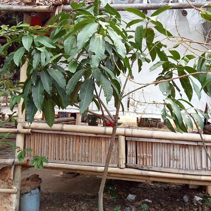 STOK TERBATAS Bibit Pohon Mangga Kweni Sudah Berbuah/pohon Mangga Kweni Siap Buah